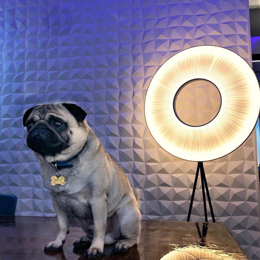 Modern Iris LED Floor Lamp with White Fabric Shade and Adjustable Color Temperatures